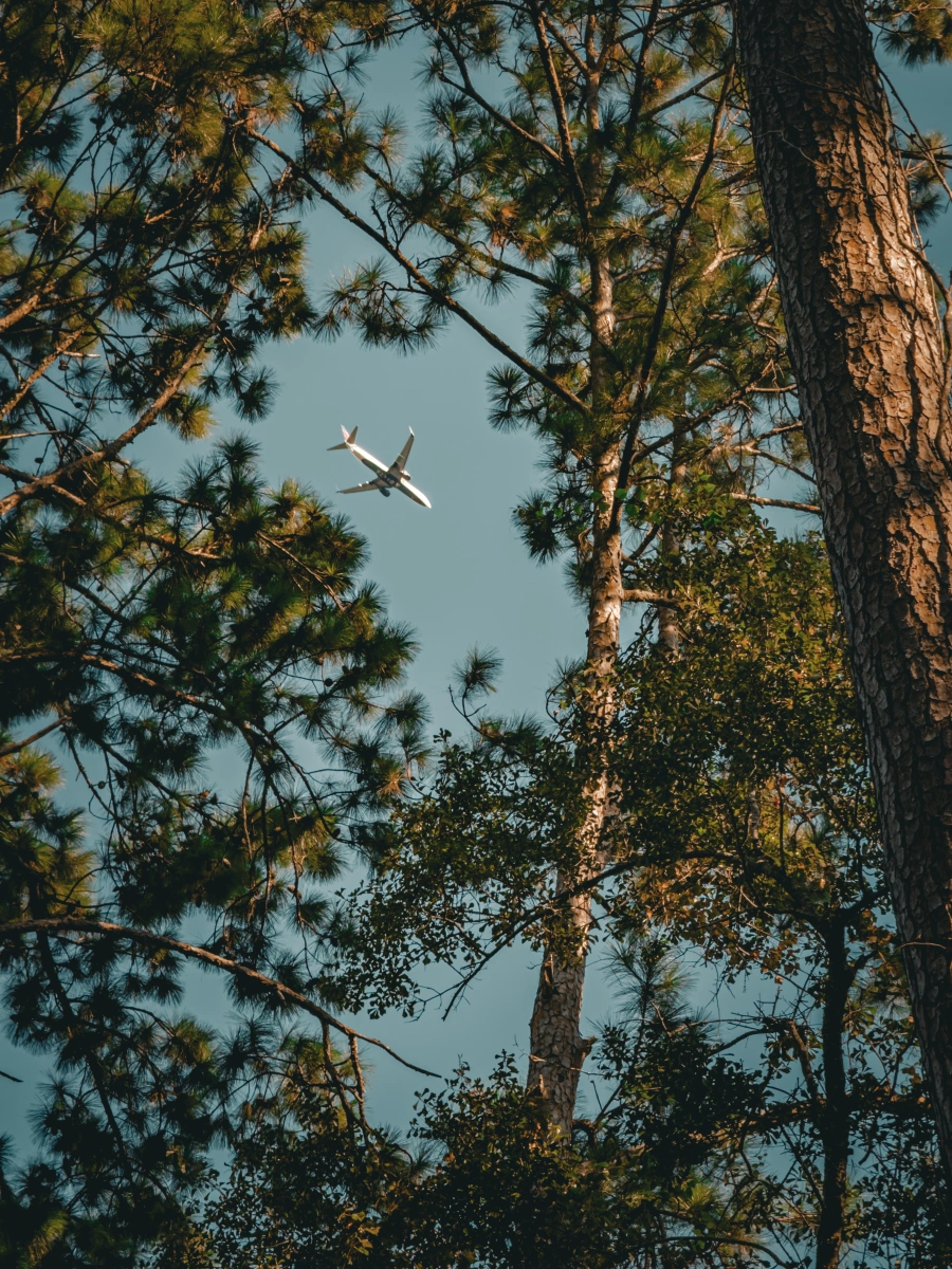 Airplane through Pines